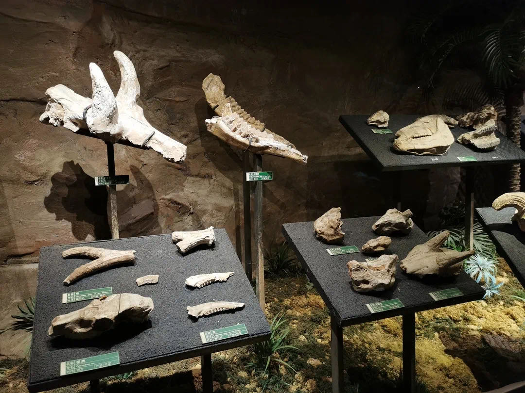 生命之旅古生物化石馆